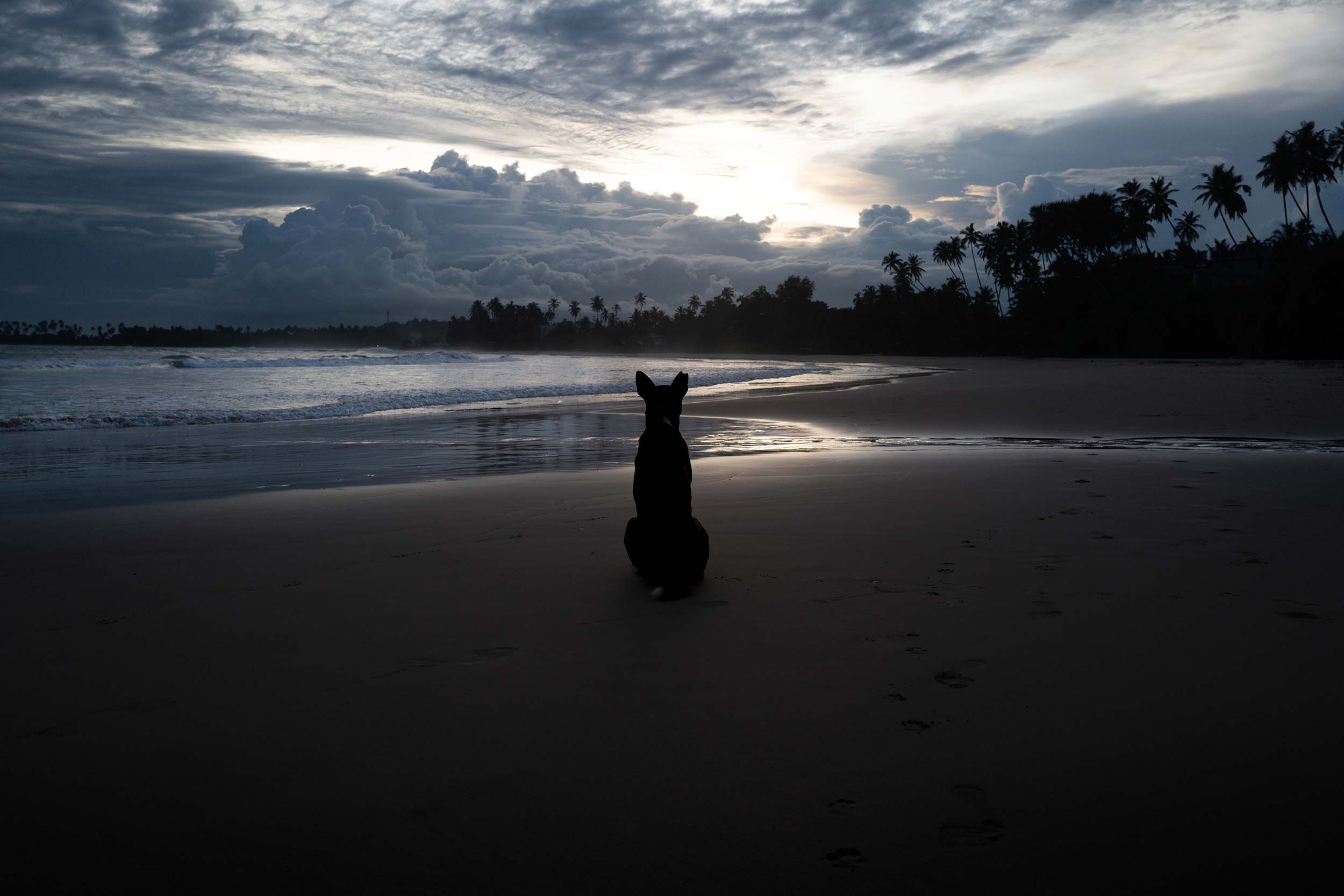 Sri Lanka. Off Season – Strays never sleep.